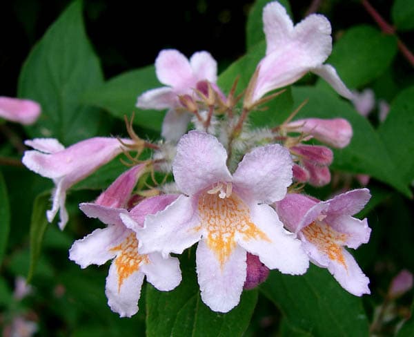 Kolkwitzia flower seeds