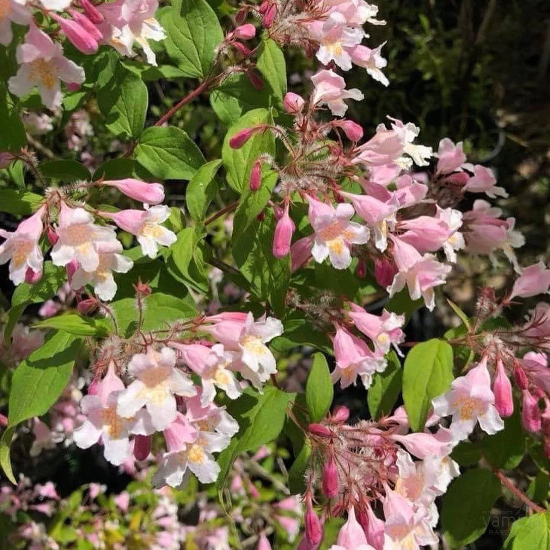 Pink Kolkwitzia flower seeds