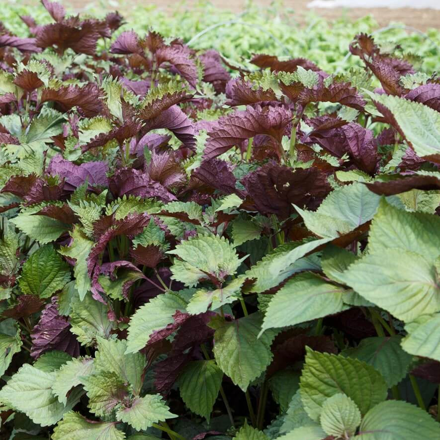 Korean Perilla plant