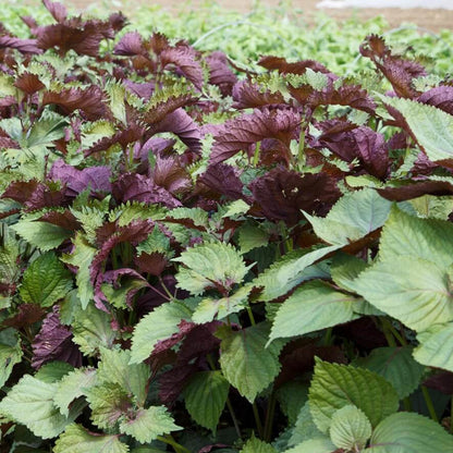 Korean Perilla plant