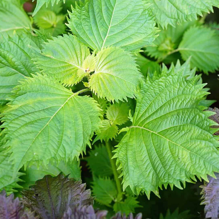 Korean Perilla plant