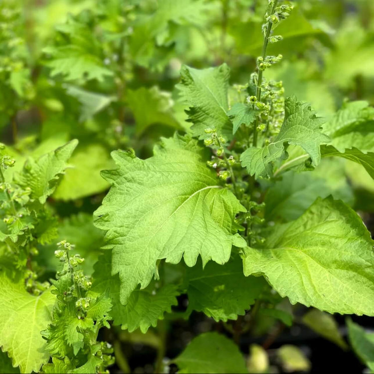 Korean Perilla plant