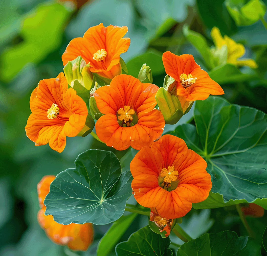 Kapuzinerkresse flower seeds