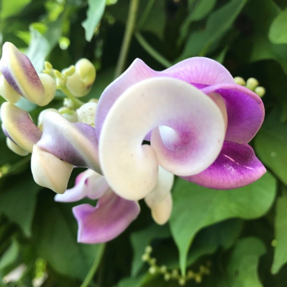 Vigna Caracalla flower seeds