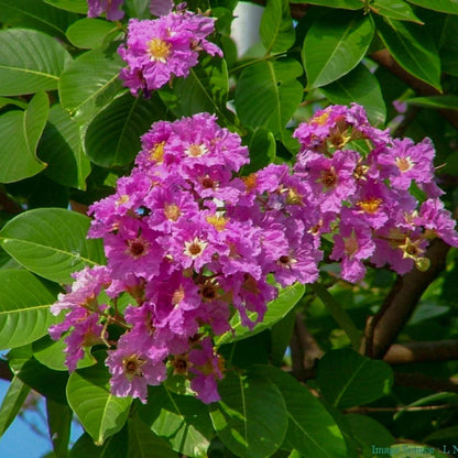 Pink Crape flower seeds