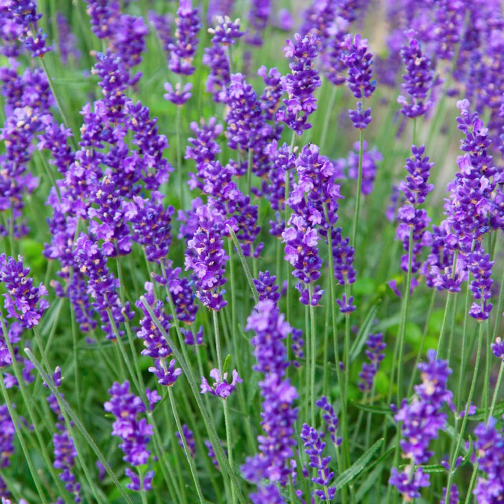 Lavender Munstead flower seeds