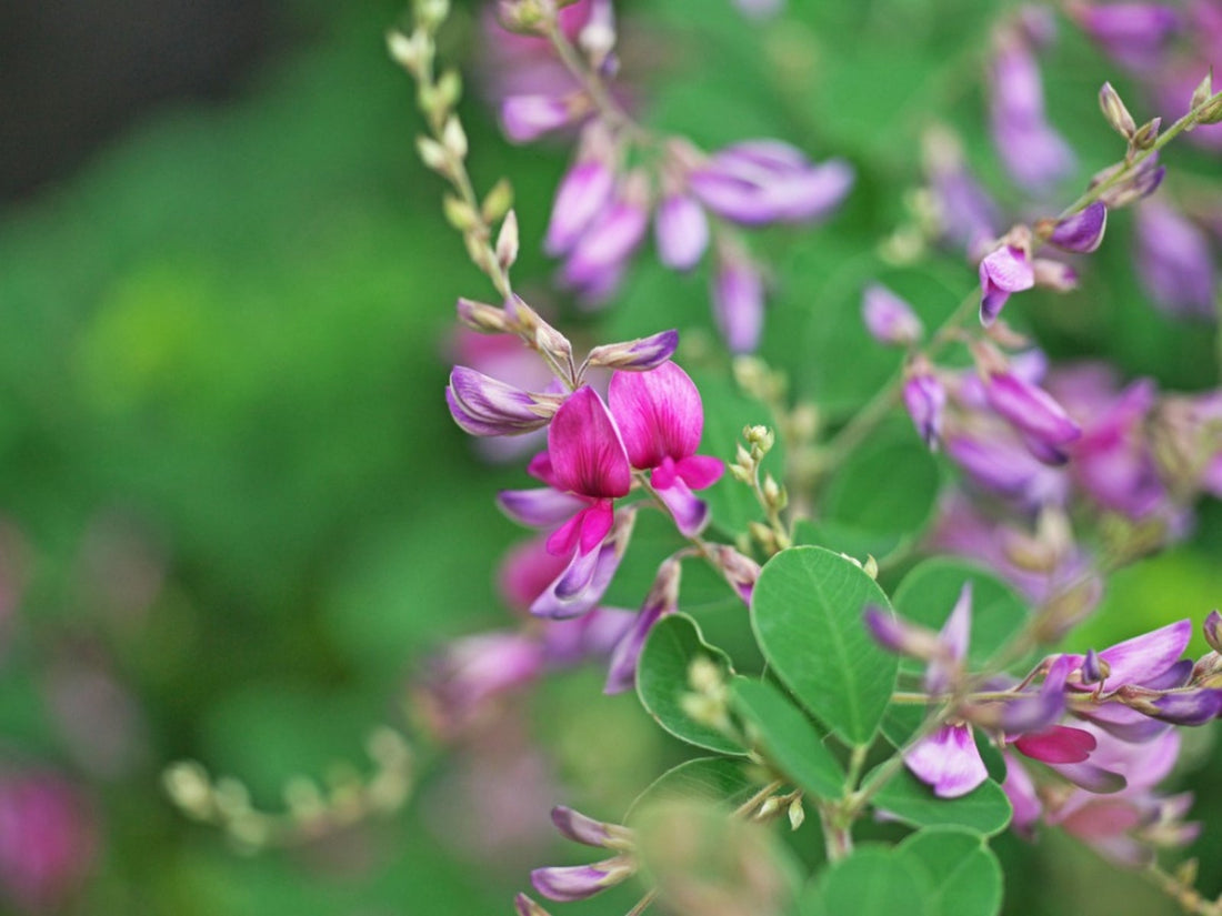 Lespedeza flower seeds