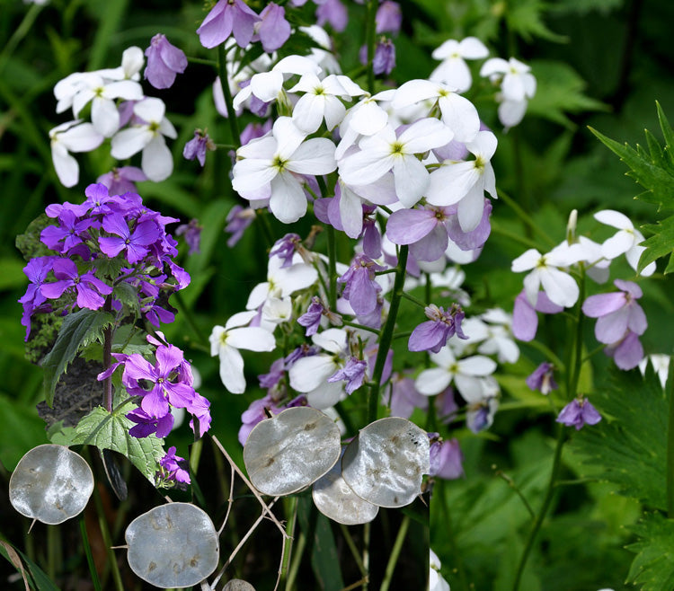 Green Lunaria flower seeds
