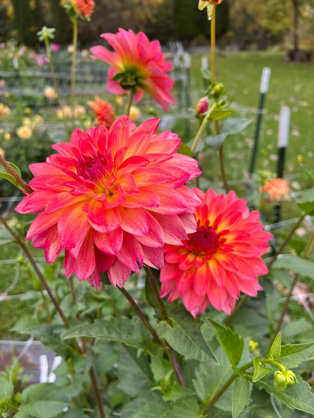 September Morn flower seeds