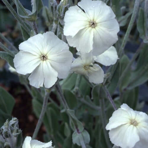 Coronaria Alba Lychnis plant