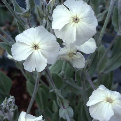 Coronaria Alba Lychnis plant