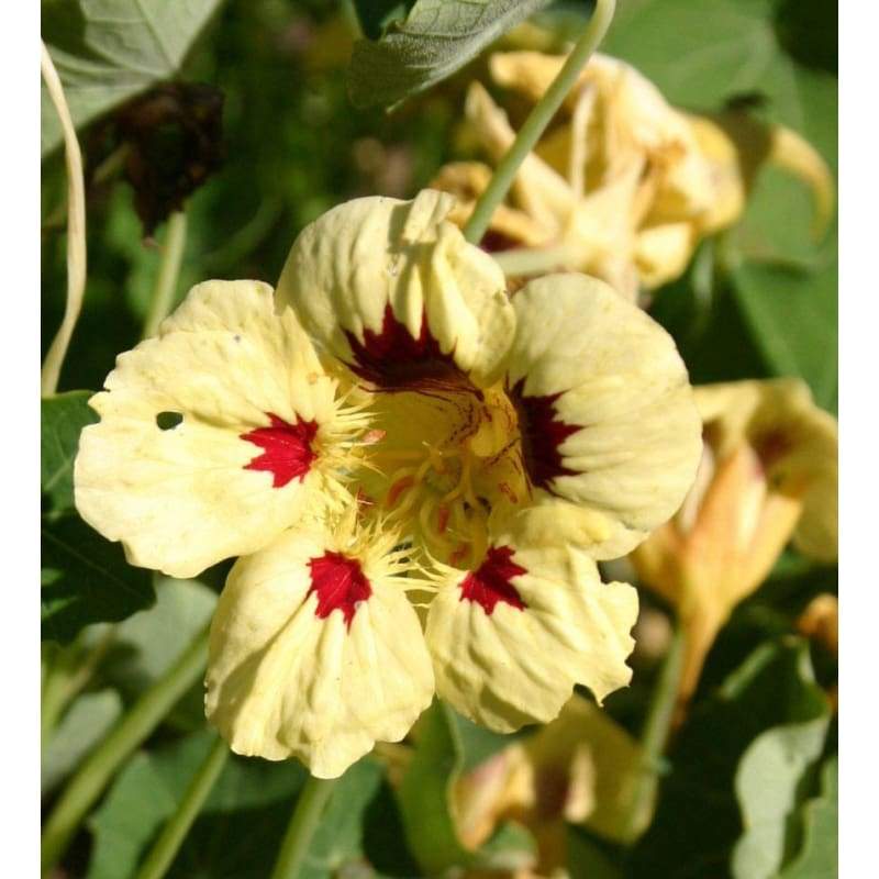 Cream Ladybird flower seeds