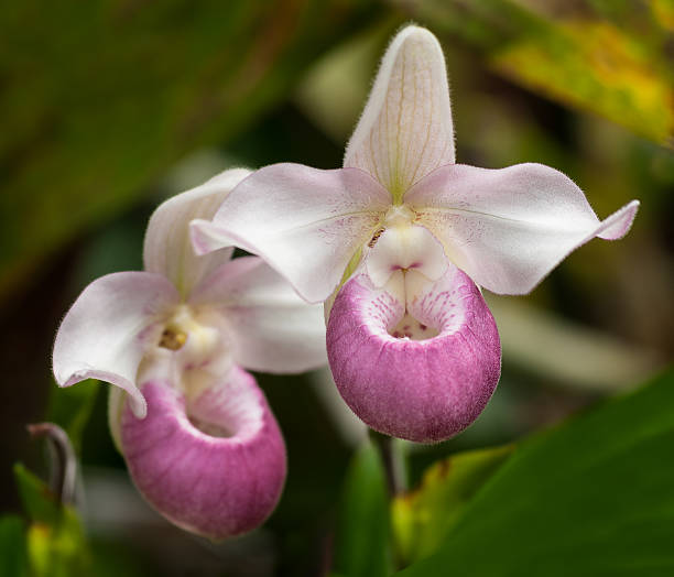 Lady'S Slipper flower seeds