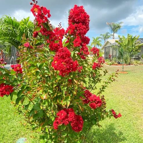 Myrtle Lagerstroemia indica plant