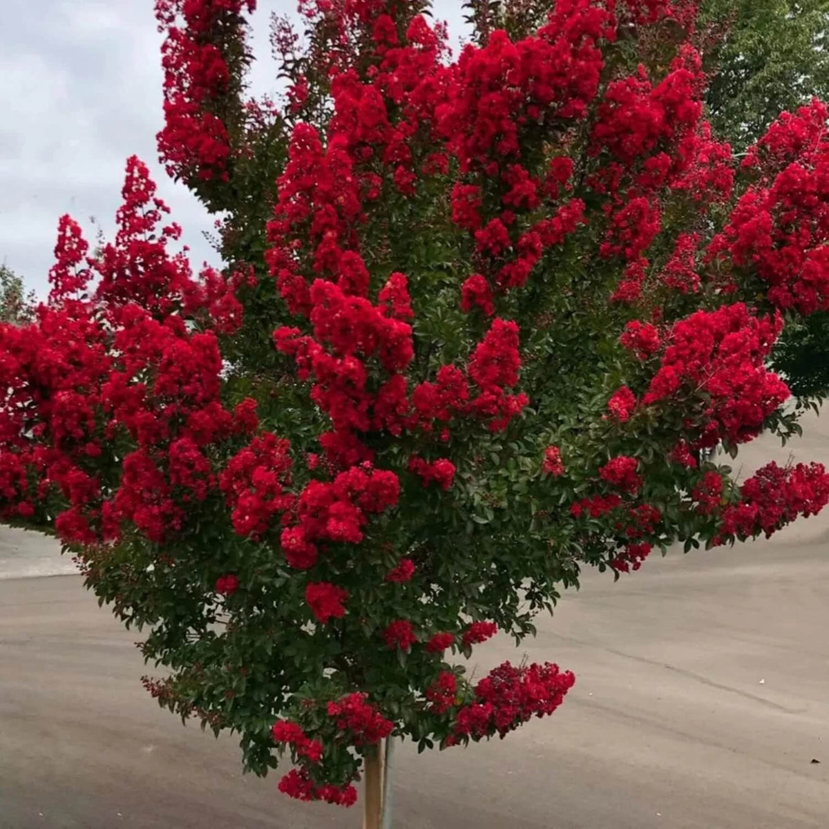 Myrtle Lagerstroemia indica plant
