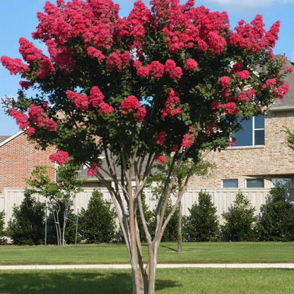 Myrtle Lagerstroemia indica plant