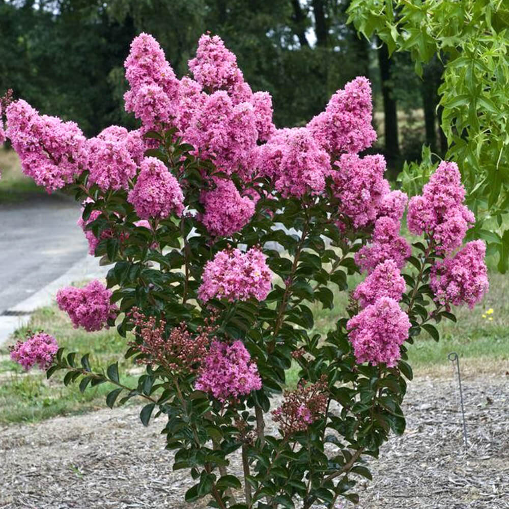 Myrtle Lagerstroemia speciosa plant