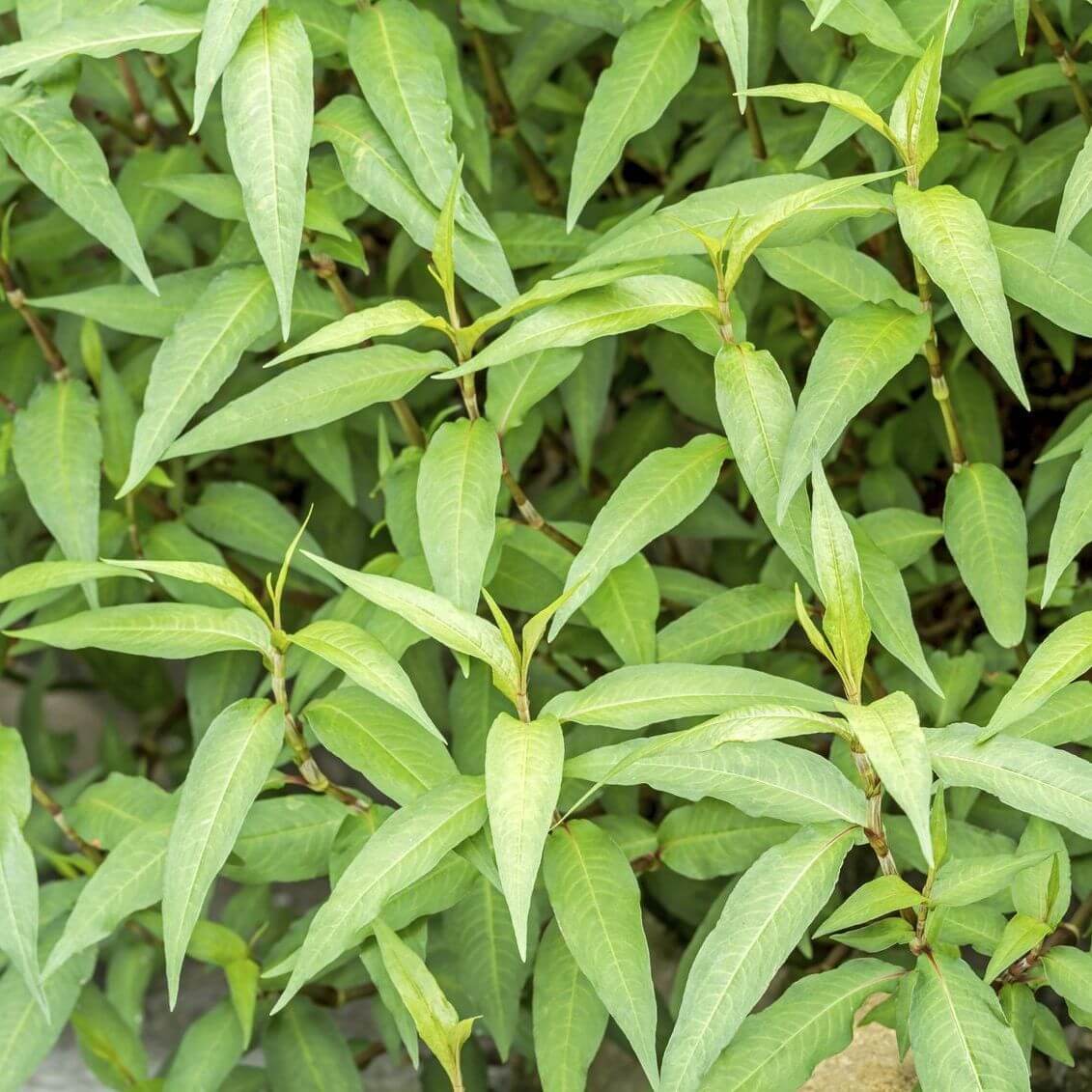 Laksa Leaf plant