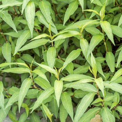 Laksa Leaf plant
