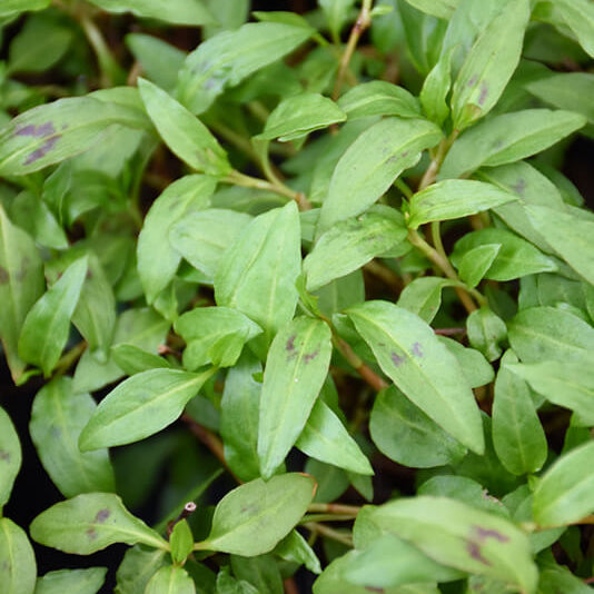 Laksa Leaf plant