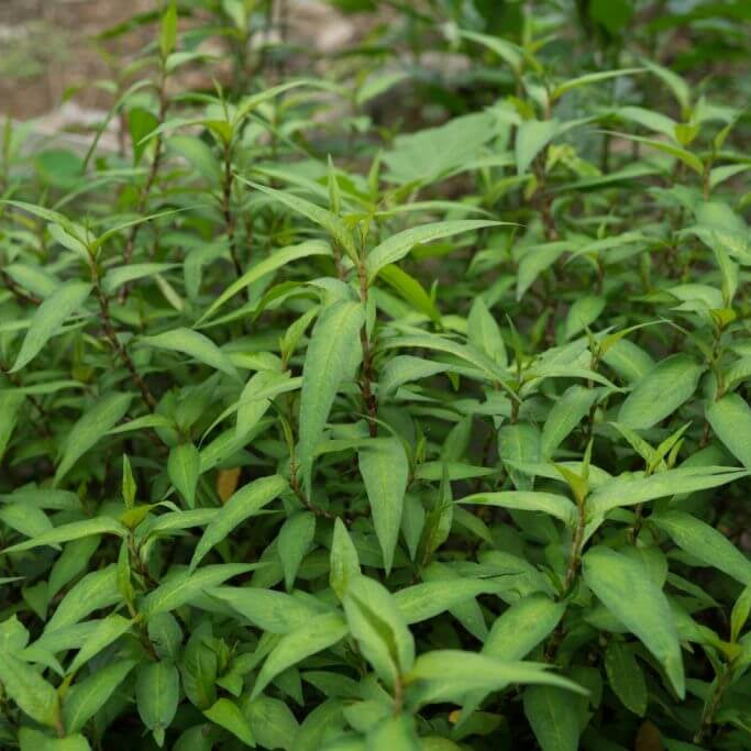 Laksa Leaf plant