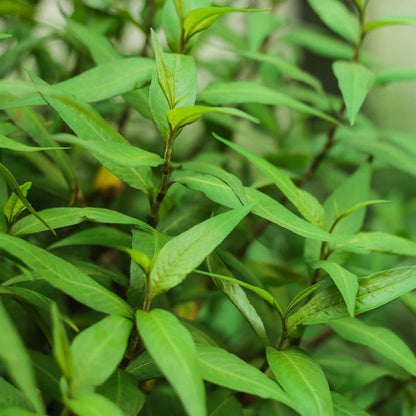 Laksa Leaf plant