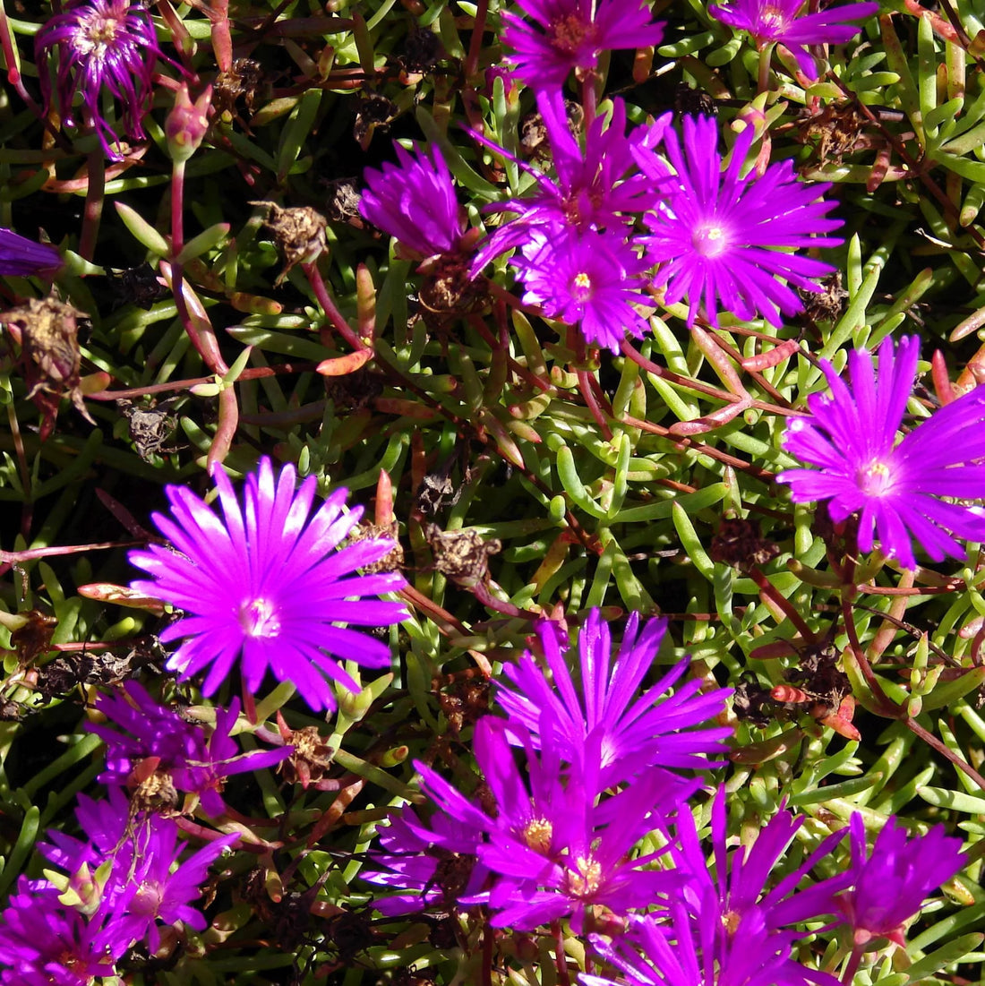 Lampranthus Maximiliana flower seeds