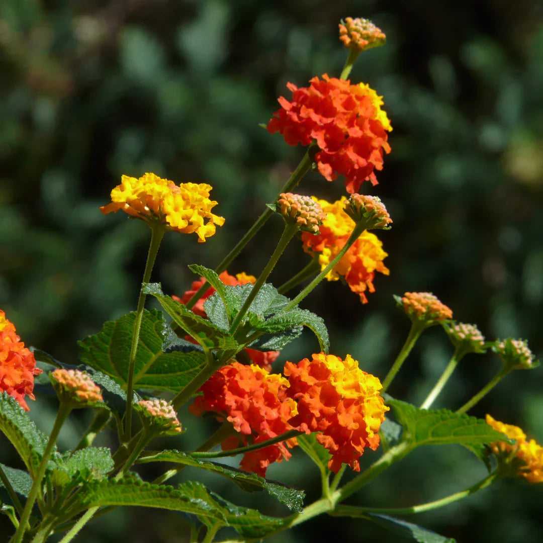 Lantana flower seeds
