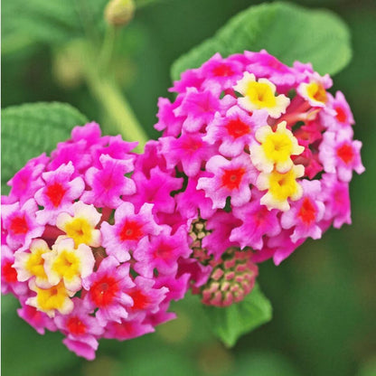 Pink Lantana plant