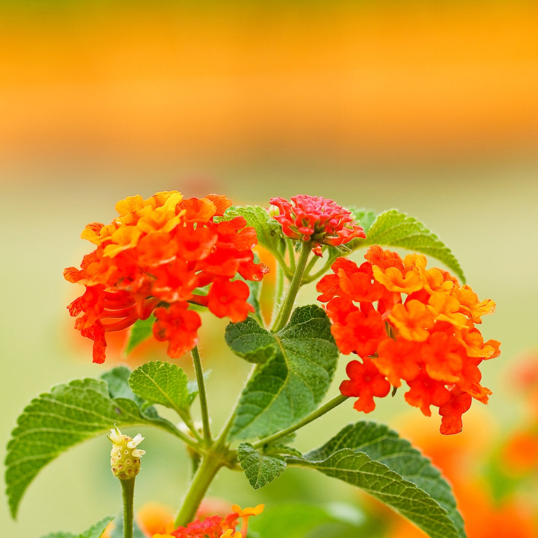 Orange Lantana flower seeds