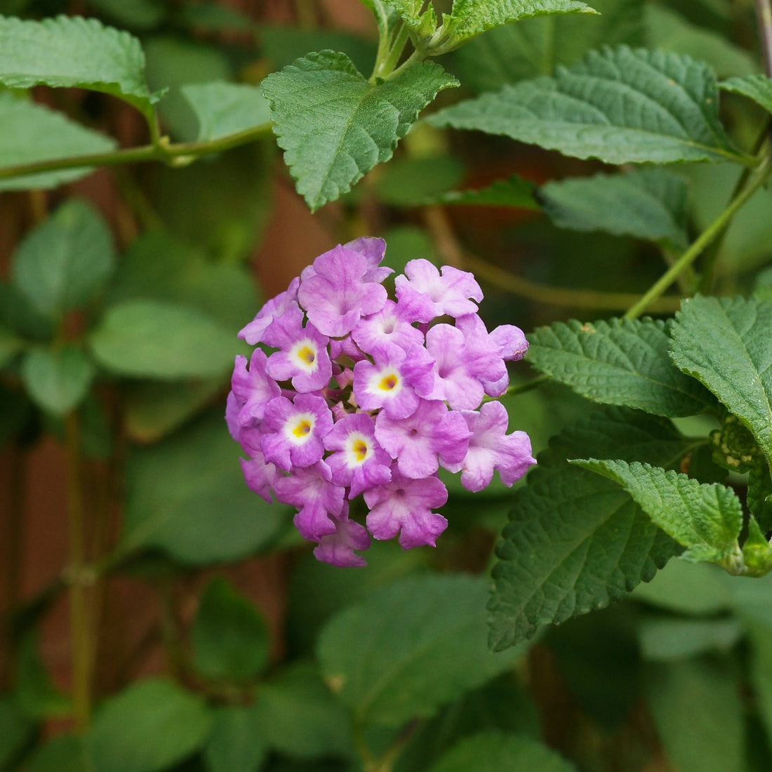 Violet Lantana flower seeds