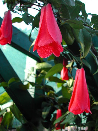 Lapageria Rosea flower seeds