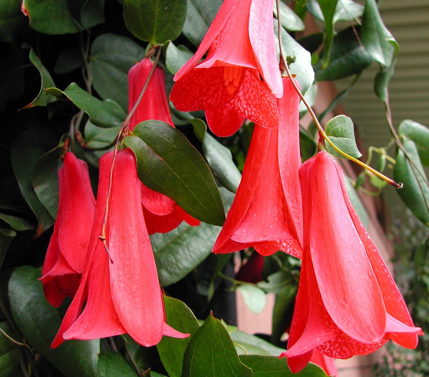Lapageria flower seeds