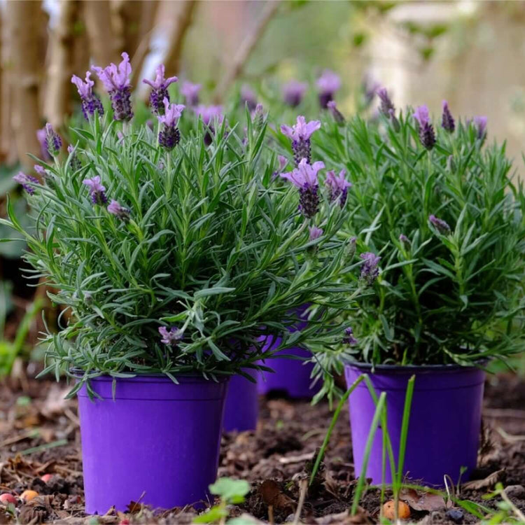 Lavandula plant
