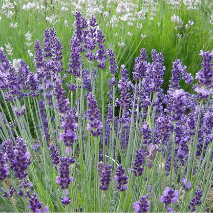 Lavandula plant