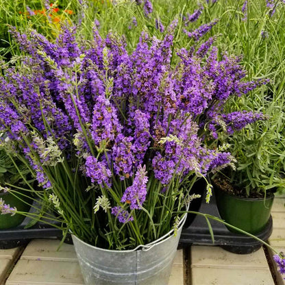 Lavandula plant