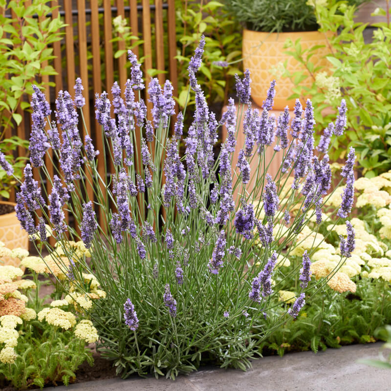 Lavandula plant