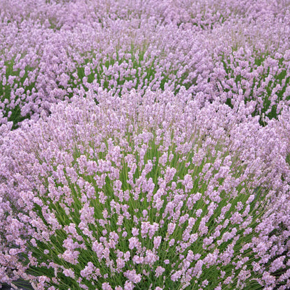 Pink Lavender flower seeds