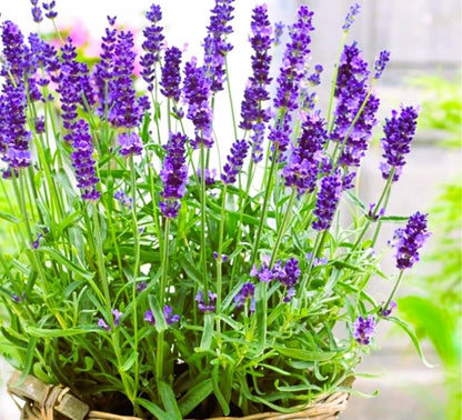 Blue Lavender flower seeds