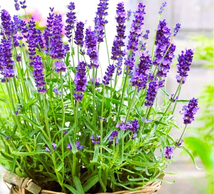 Blue Lavender flower seeds
