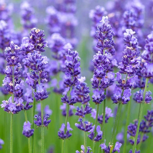 White Provence flower seeds