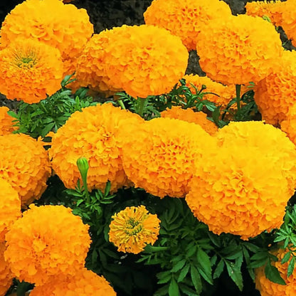 Bright Marigold plant