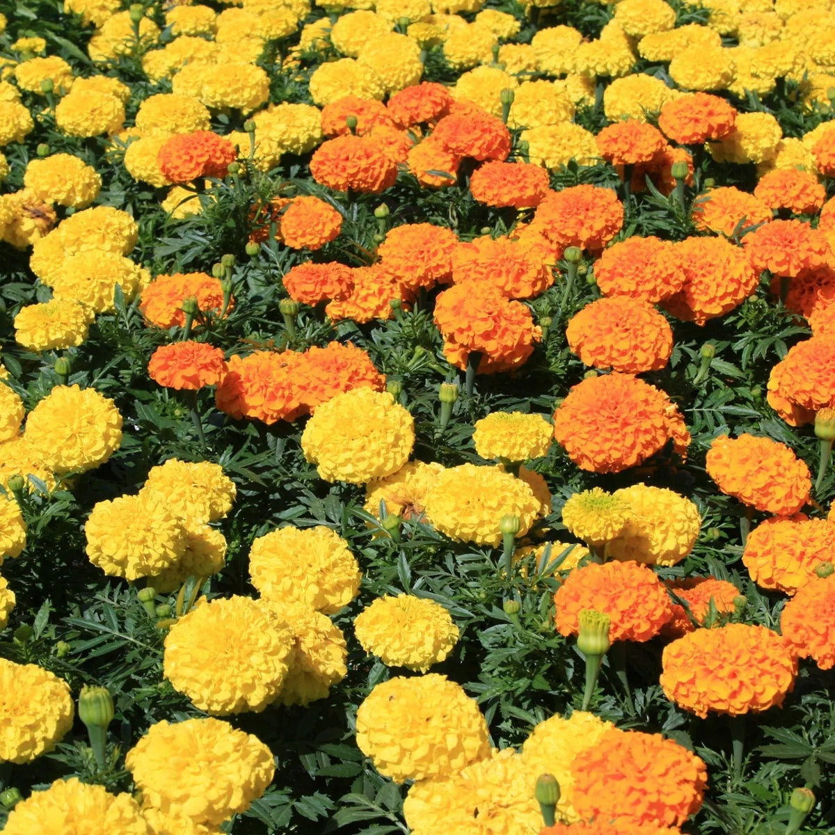 Bright Marigold plant