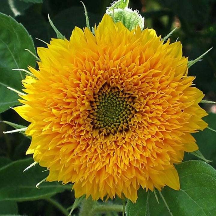 Yellow Green flower seeds