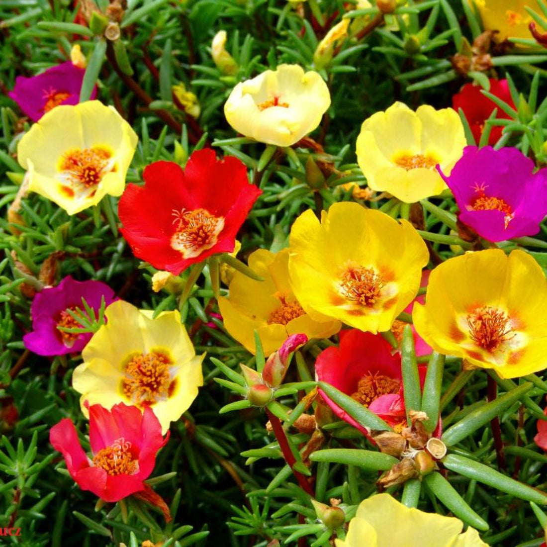 Portulaca flower seeds