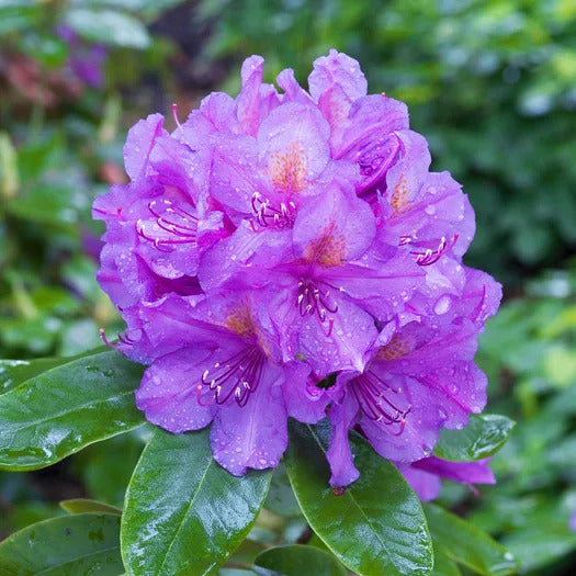 Purple Rhododendron flower seeds
