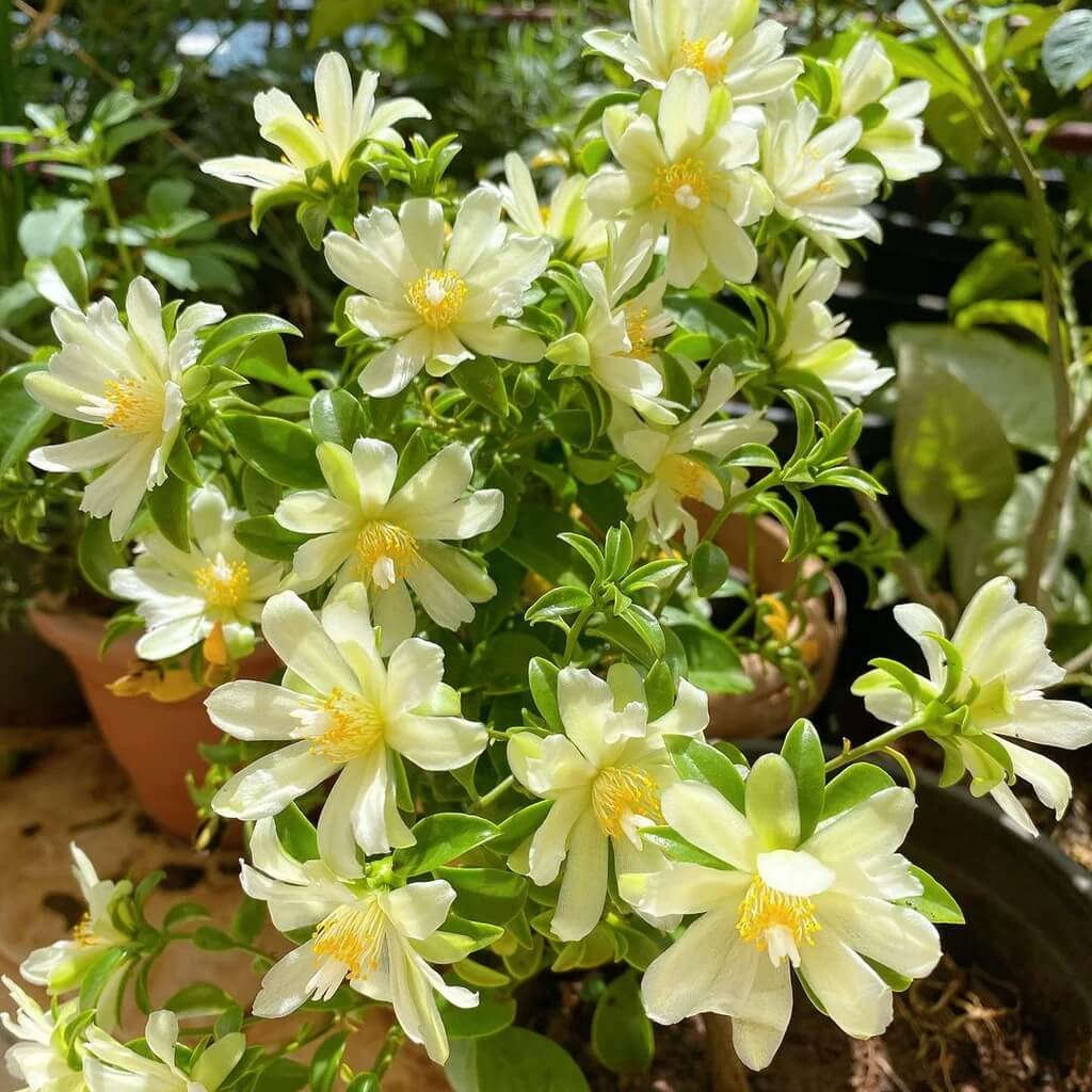 Hops Humulus lupulus plant