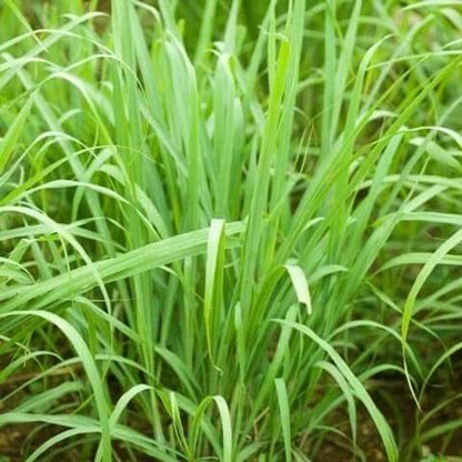 Heirloom Lemongrass plant