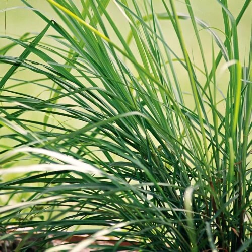 Heirloom Lemongrass plant