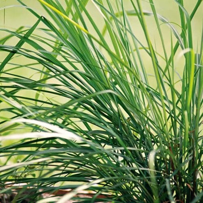 Heirloom Lemongrass plant